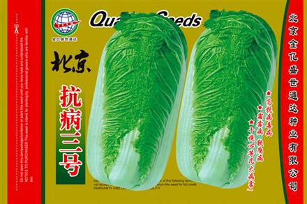 Beijing Disease Resistance No.3Chinese Cabbage