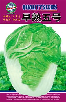 Early Maturing No.5Chinese Cabbage