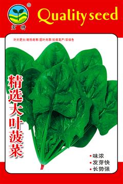 Selected Big Leaf SpinachSpinach
