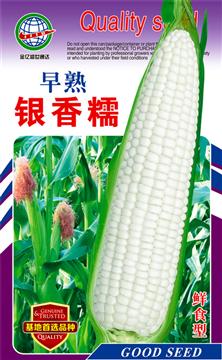 Early-Maturity Jin Xiang Nuo Corn