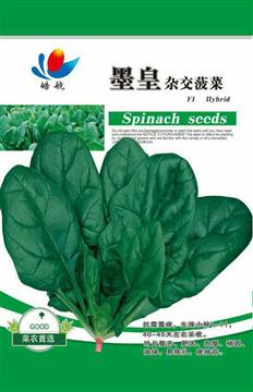 Huang hybrid spinachSpinach